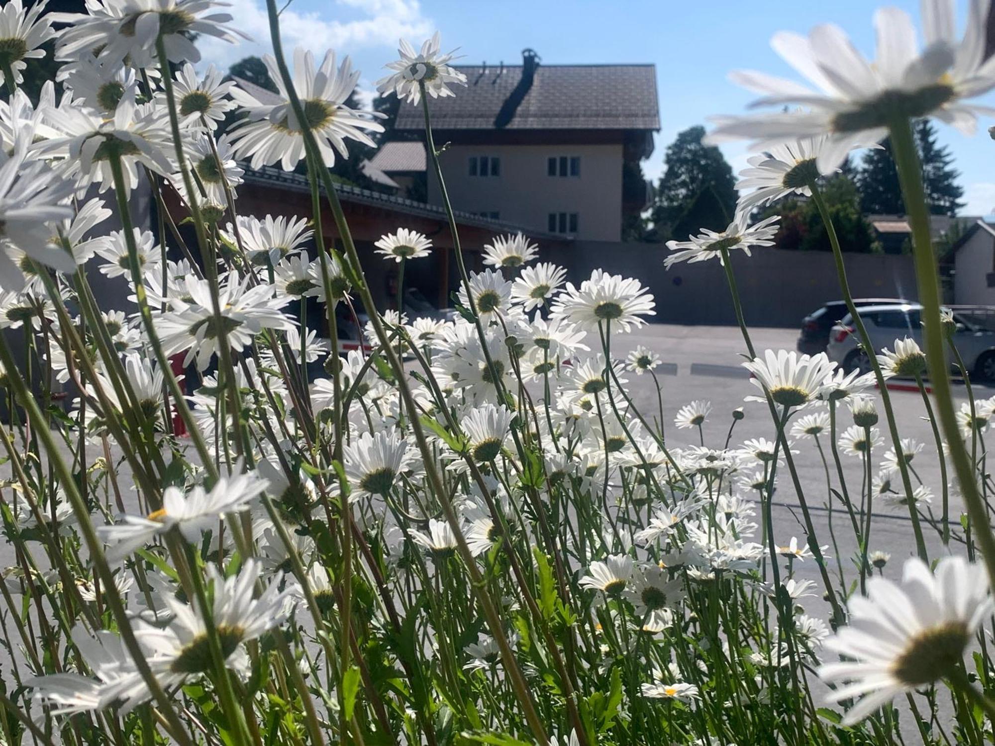 Haus Anna